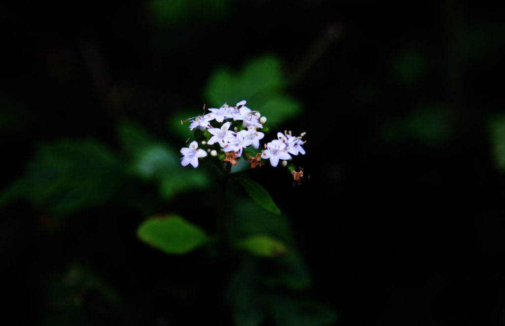 小花 摄影 凤凰山下