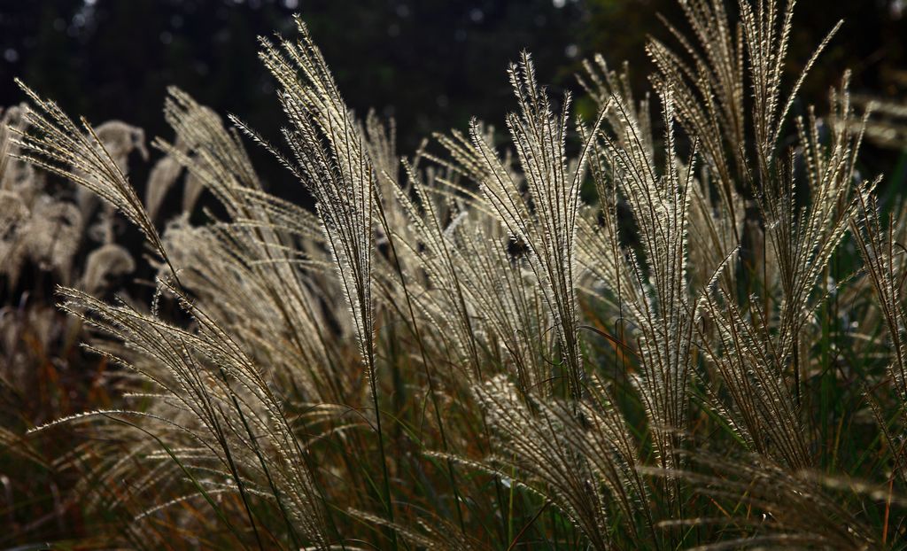 《芦花翩翩舞秋风》1——点击放大 摄影 邹鹏程