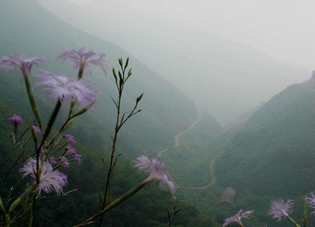 开满鲜花的山路上 摄影 盛夏明月