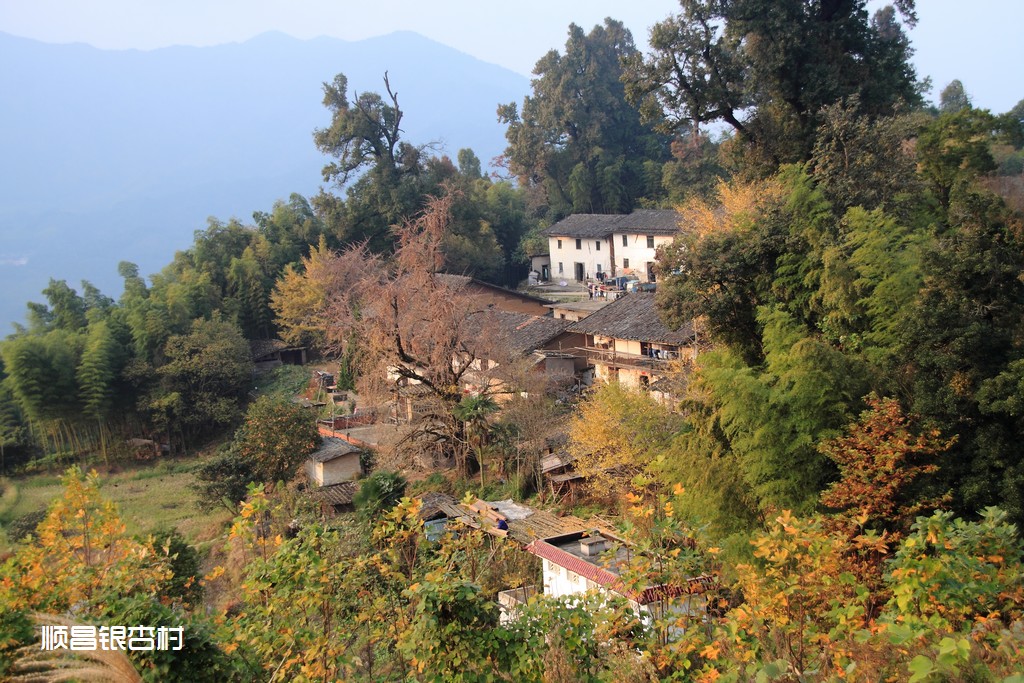 顺昌银杏村（1） 摄影 淘金山