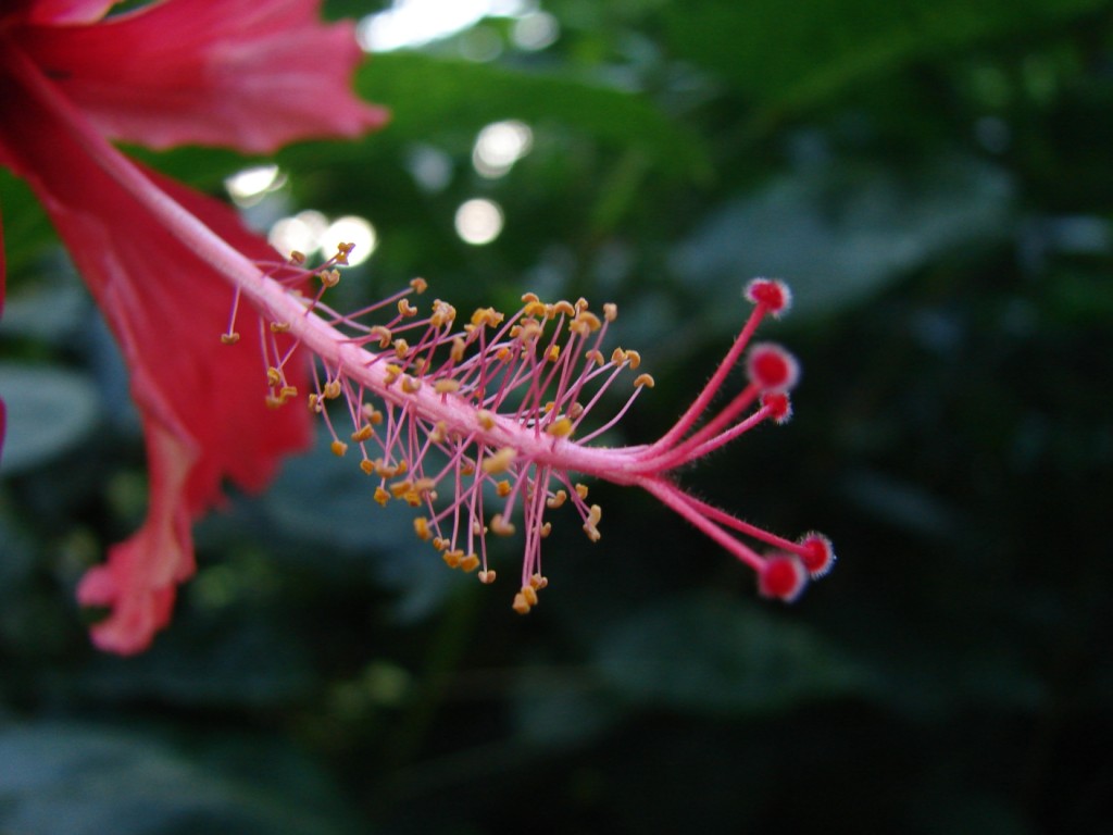 花蕊 摄影 古日