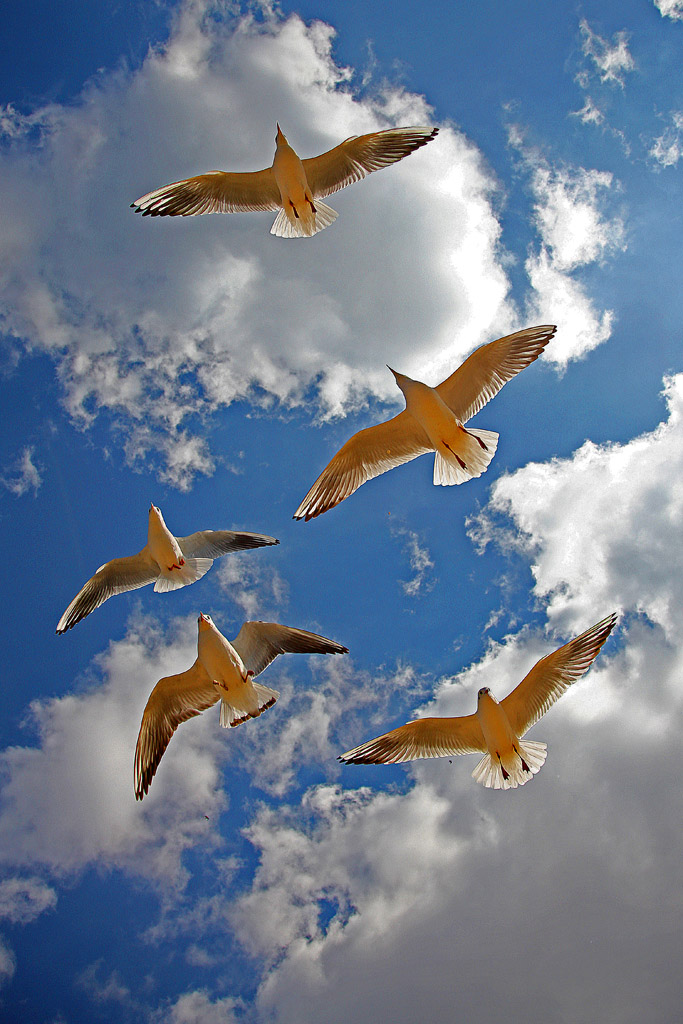 今年滇池的红嘴鸥 摄影 风雨太阳