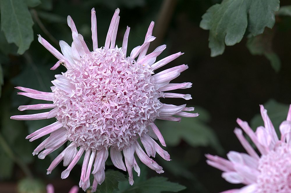 "太阳"菊 摄影 二泉印月