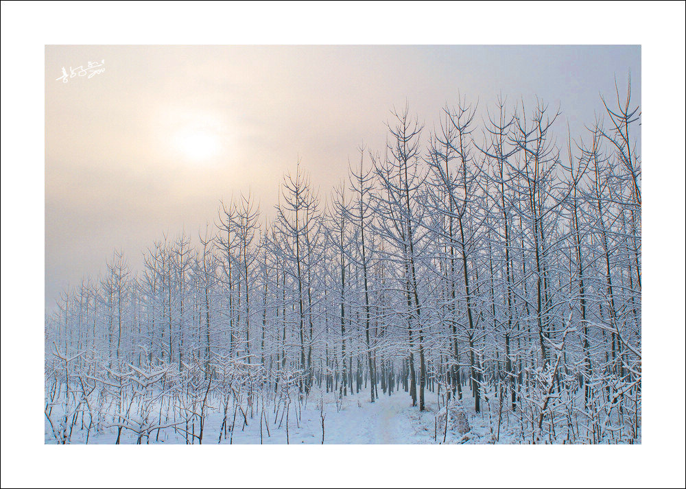 雪影 摄影 影者