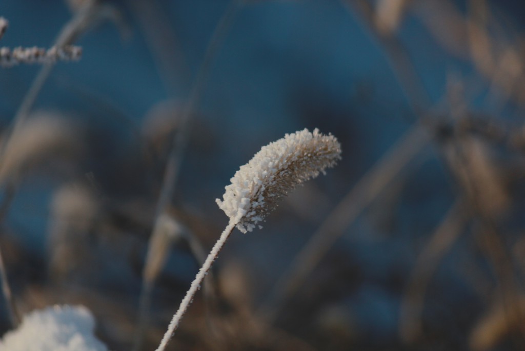 雪花尾 摄影 朱皓麟