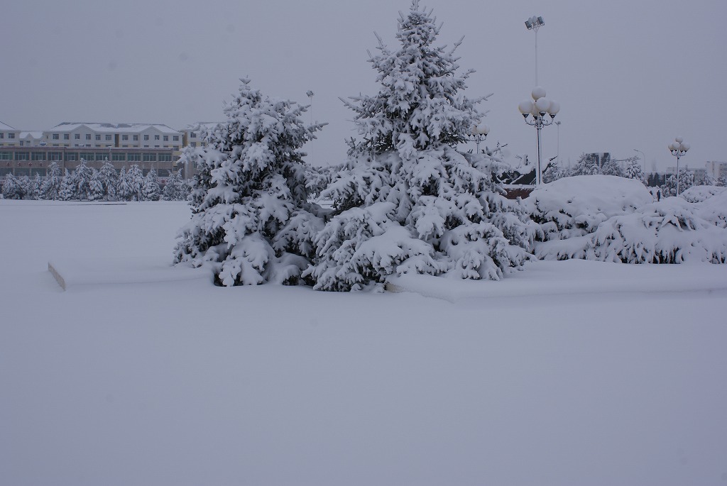 覆雪松树 摄影 舞剑人