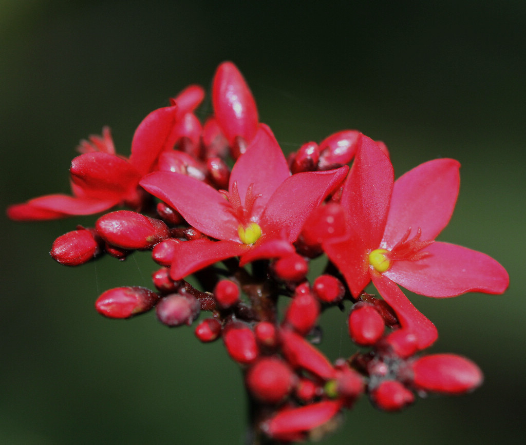 小花 摄影 浣溪沙