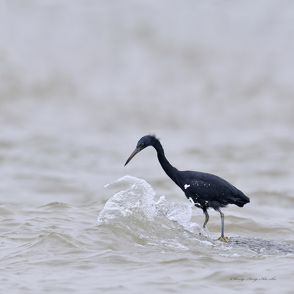 岩鹭 Egretta　sacra 摄影 重庆咔嚓