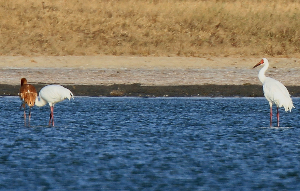 鹤行科尔沁湿地 摄影 牧野2011