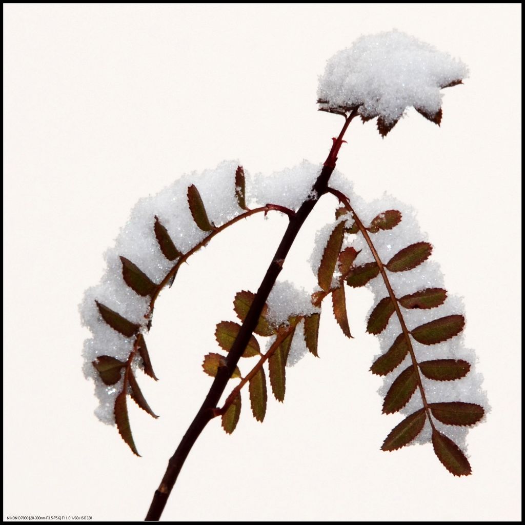 雪人 摄影 悦目娱心