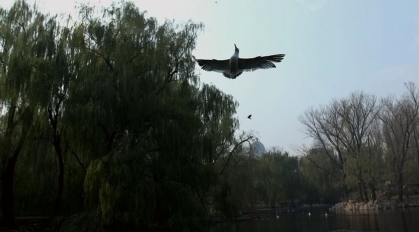 空中接食 摄影 chenlong1105