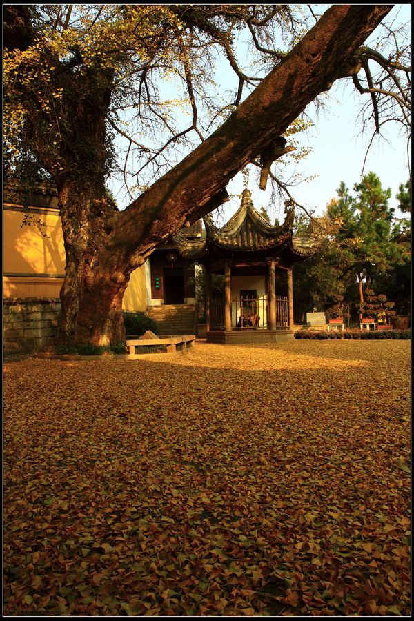 《昨夜一场黄金雨》2——点击放大 摄影 邹鹏程