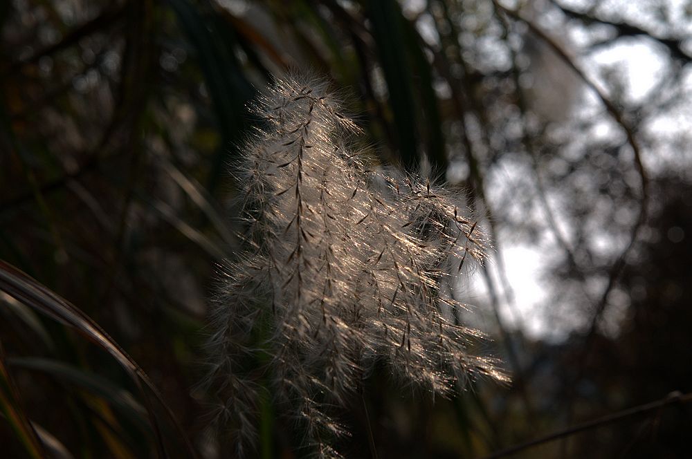 秋絮 摄影 二泉印月