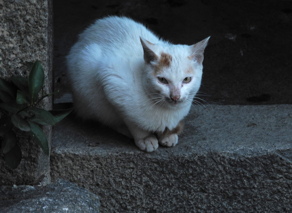 房东家的猫 摄影 老尼康