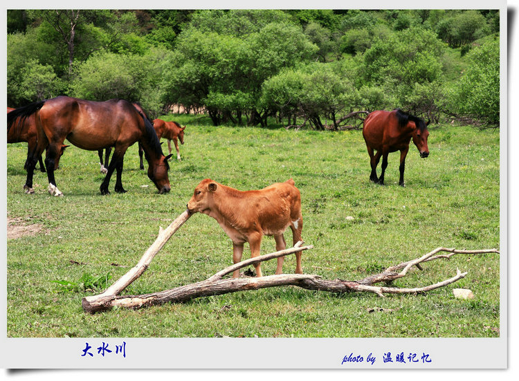 家乡美（二）大水川草原 摄影 温暖记忆