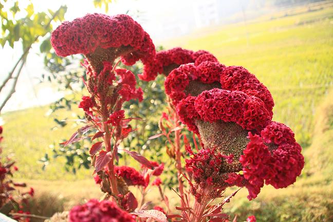 美丽的鸡冠花 摄影 居高声自远