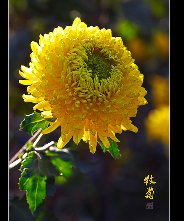 菊花 摄影 稻花飘香