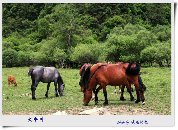 家乡美（二）大水川草原 摄影 温暖记忆