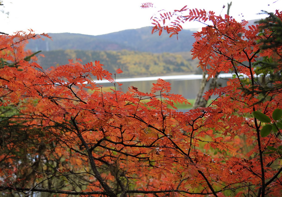 香格里拉普达措国家公园 摄影 在水一天2010