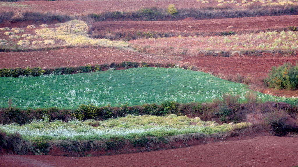 红土地2011-3 摄影 柳树人