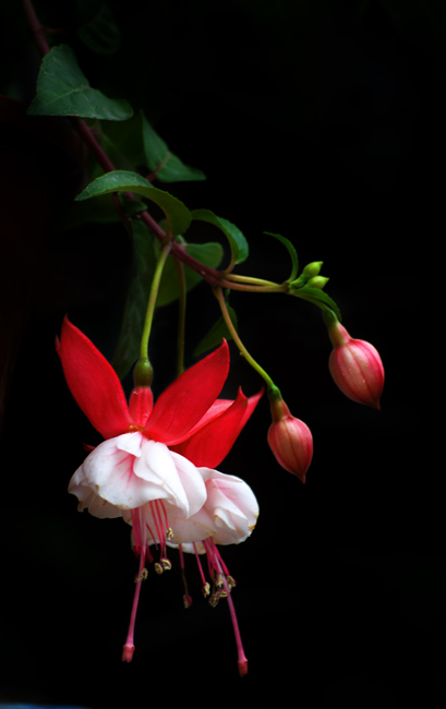 花 摄影 一树阳光