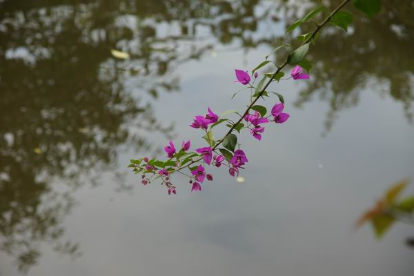 水中花 摄影 兵仔