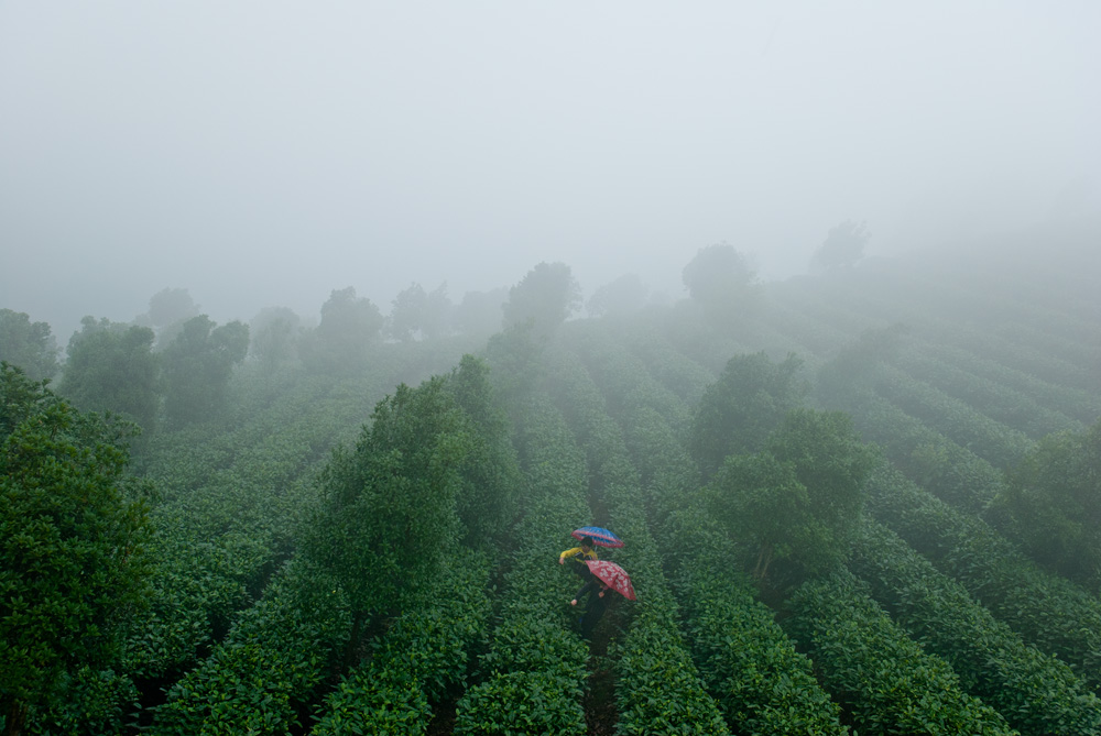 雾中采茶 摄影 陈家熙