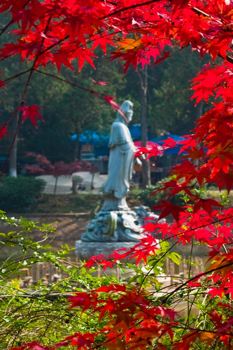 栖霞红叶 摄影 yirong