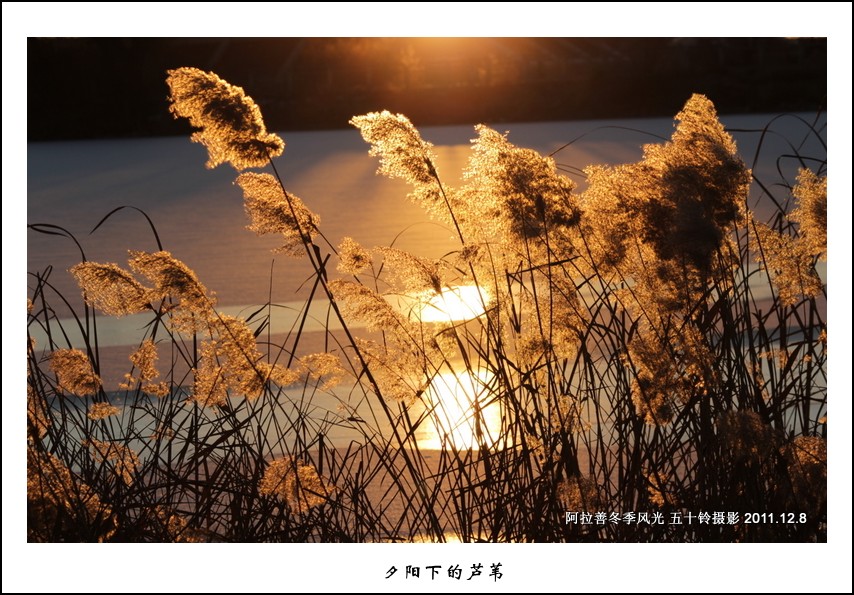 夕阳下的芦苇 摄影 五十铃