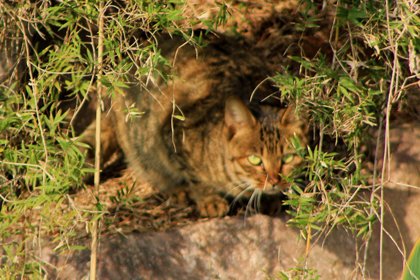 野猫 摄影 上金山