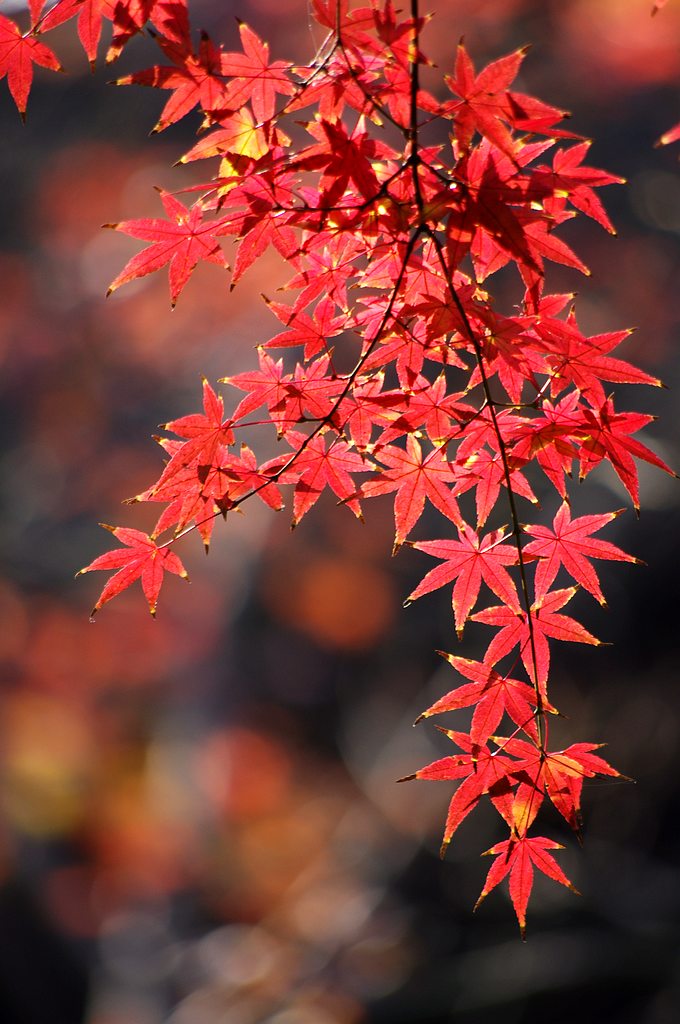 2011枫叶（1） 摄影 心有芊芊