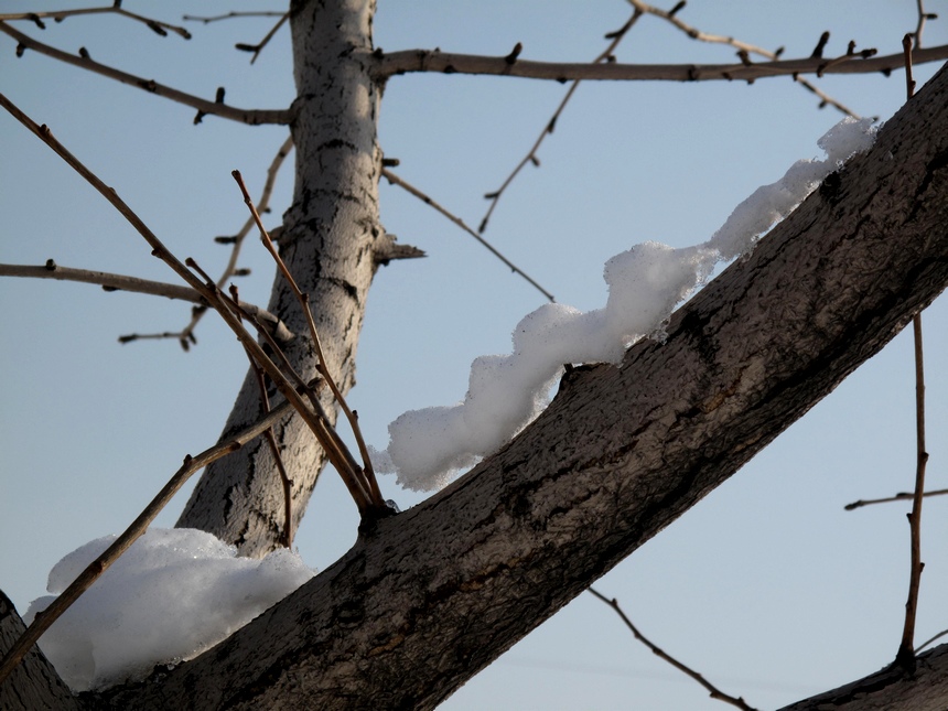 雪虫 摄影 溪旁老树