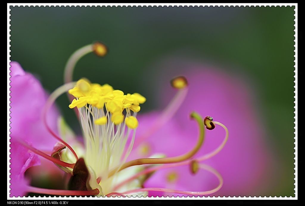 雾非雾花非花 摄影 秦漂