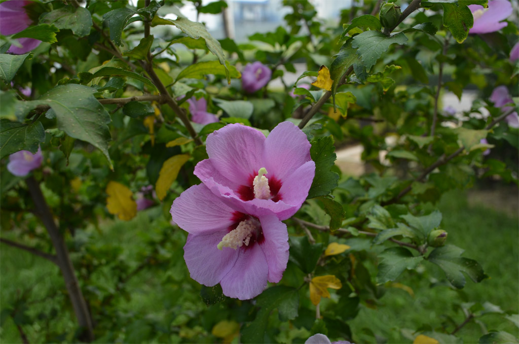 一朵小花 摄影 小新没有蜡笔