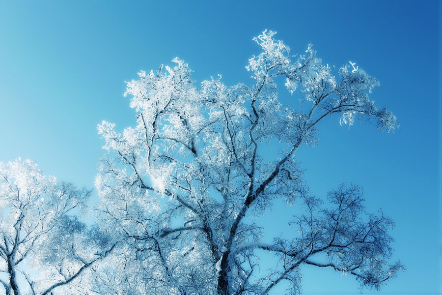 雪绒花...雪绒花...（点击） 摄影 龙在云中