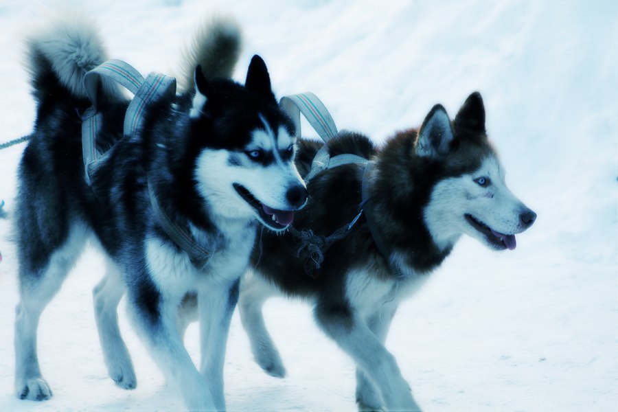 雪橇犬 摄影 龙在云中