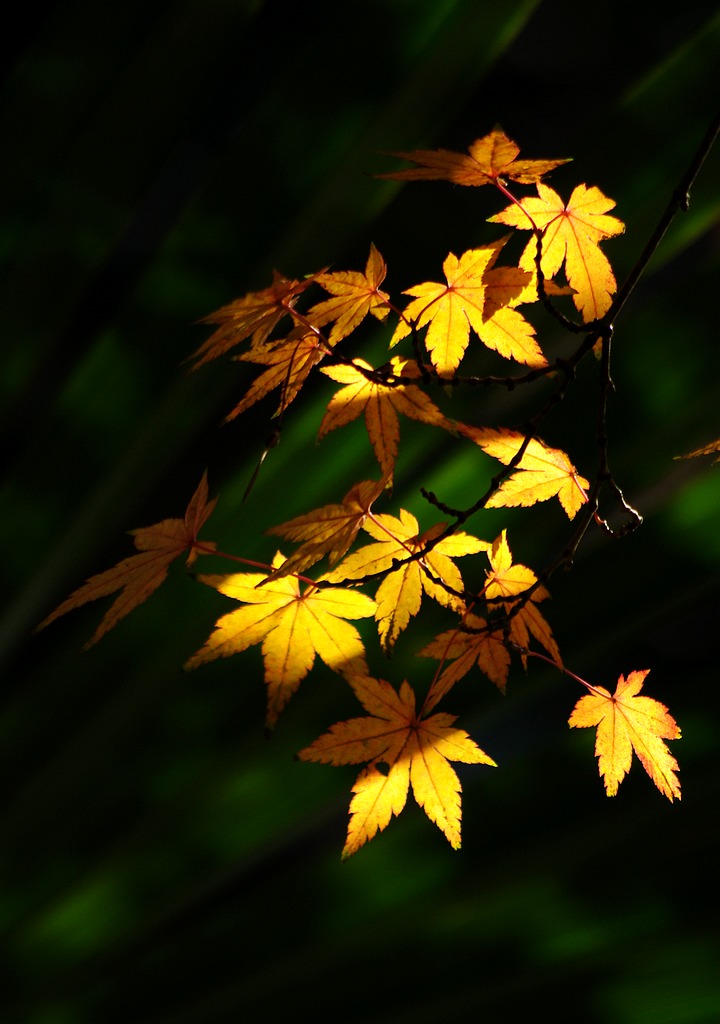 2011枫叶（3） 摄影 心有芊芊