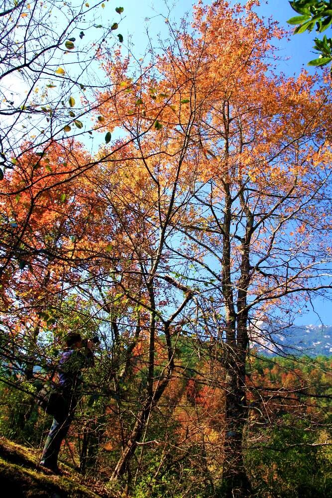 云髻山的枫叶 摄影 聚云山客