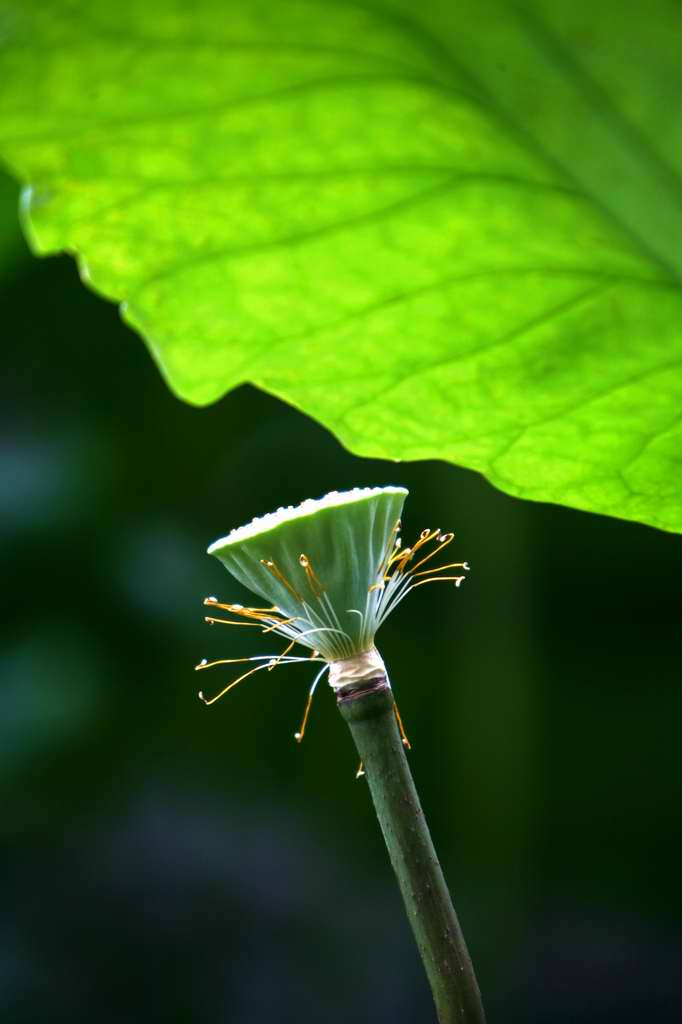 荷花 摄影 pyzhou