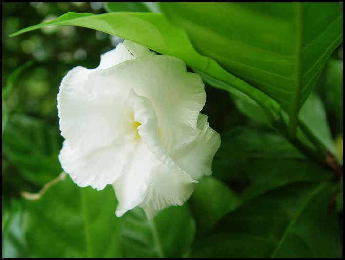 花儿开 摄影 红棉