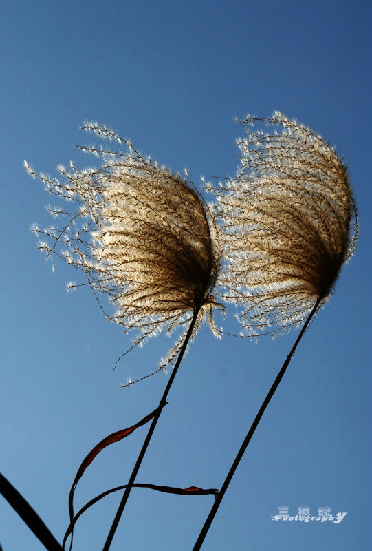 芦花吻 摄影 三镇魂