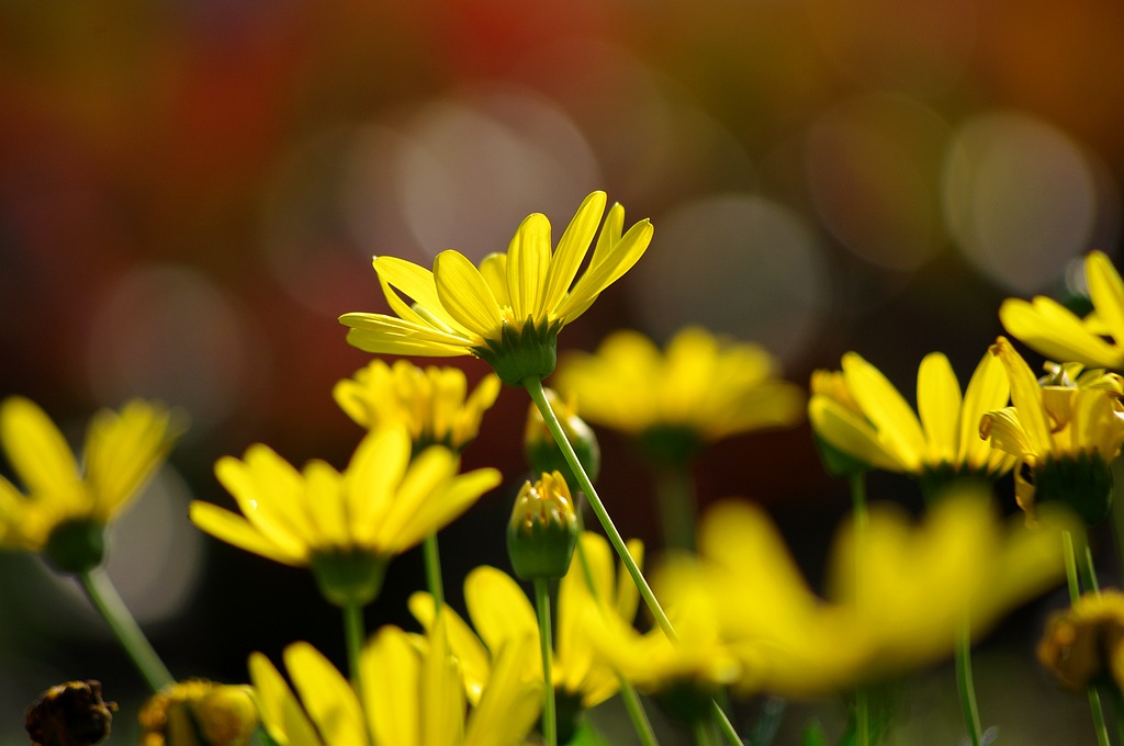 小花 摄影 心有芊芊