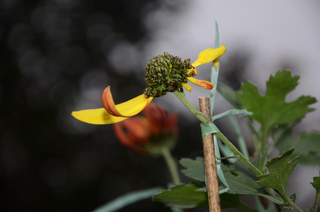 秋去冬来葬残花； 摄影 英豪再闲