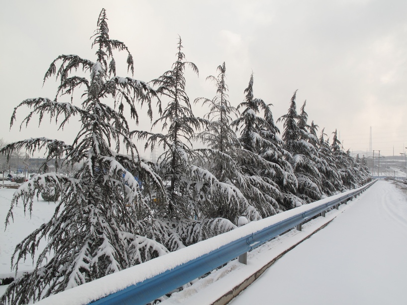 雪松 摄影 溪旁老树