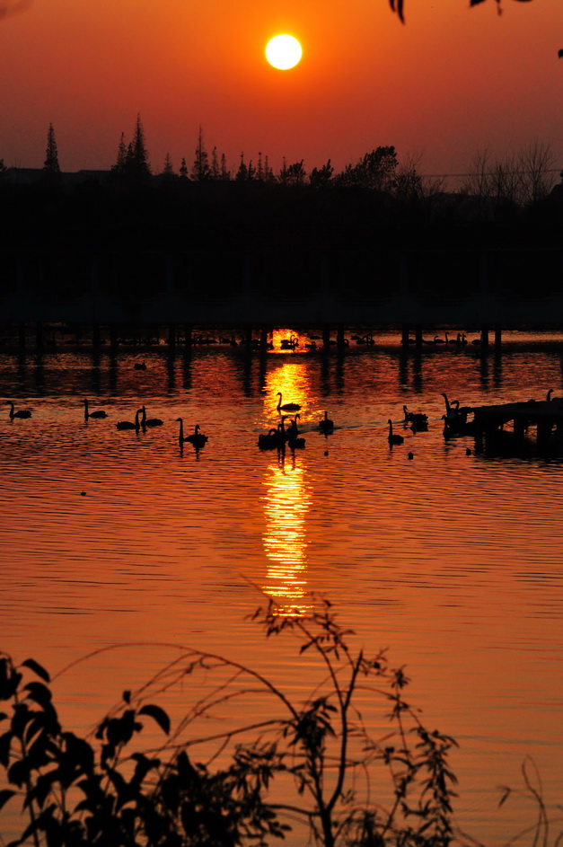 夕照天鹅湖 摄影 liuguorong