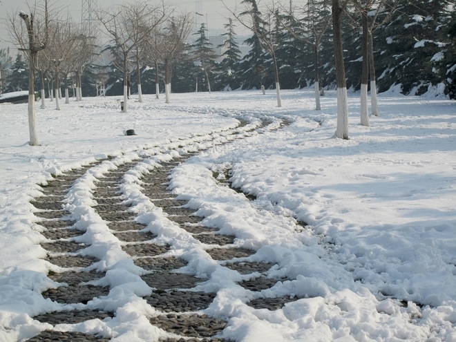 雪印晨练 摄影 溪旁老树