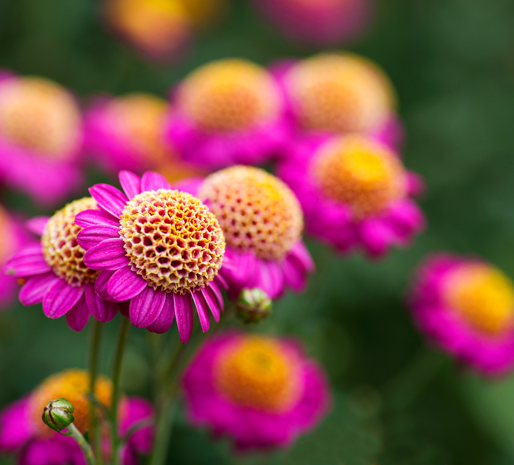 《菊花赋》------ 摄影 影影其