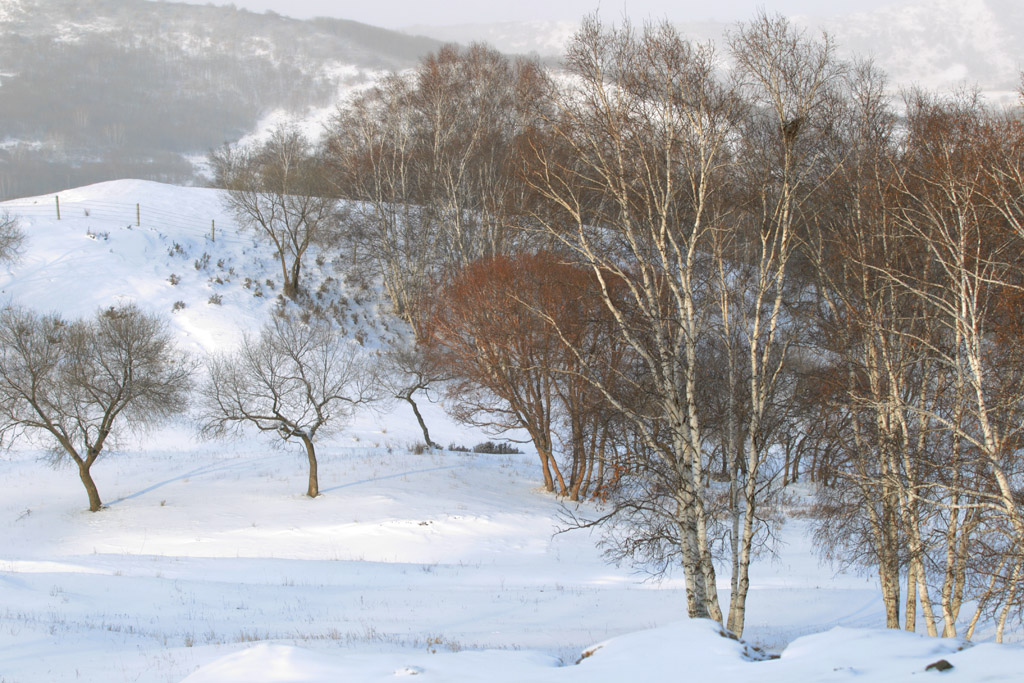 在雪中 摄影 湛思