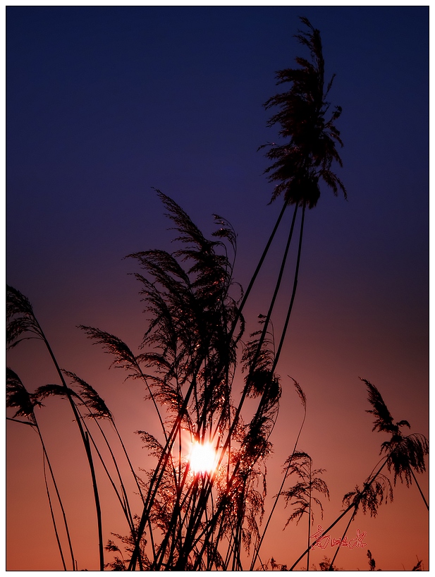 芦苇与夕阳 摄影 滈屾蓅渁