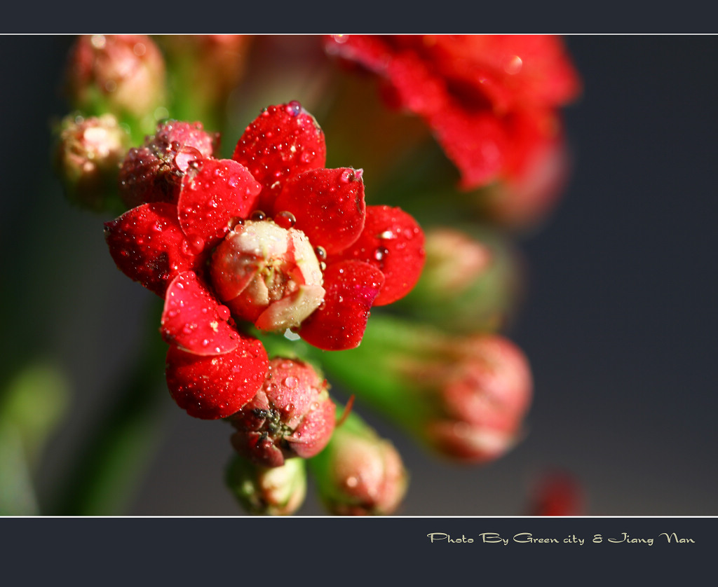 花花世界（点击放大） 摄影 绿城江南